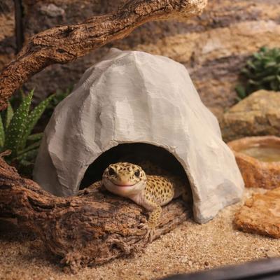 Reptiler – Terrarium