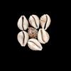 1 Pc Cowrie Shells, Big Spotted Leopard Cowrie Seashell, Nautical Décor, Polished Display Collectible Seashells