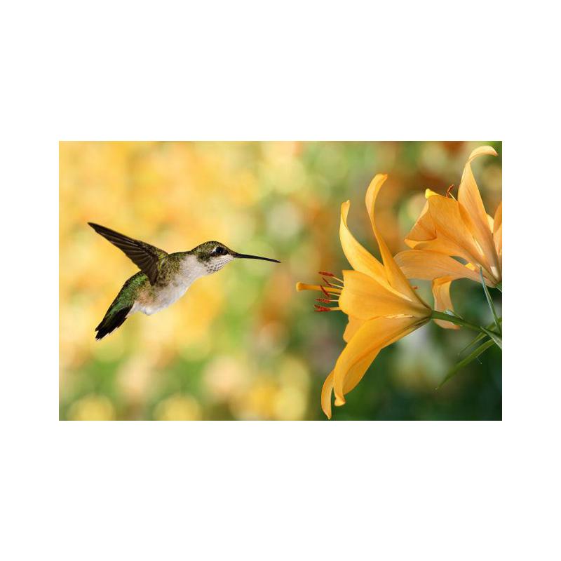 Posters and Prints with Hummingbird, Canvas Painting, Birds, Animals, Cuadros, Wall Art Paintings for the Living Room, Modern Home Decor,