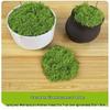 Artificial Moss Silk Grass Lawn for Landscaping and Decoration