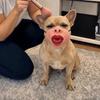 Halloween Christmas Funny Dog Half Face Mask Anti-Scavenge Anti-Bite Dog Photo Mouth Cover Novelty Adjustable Grinning Dog Mask