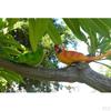 Feathered Birds, Resin Parrot Statues Landscape Animal Ornaments Crafts, Garden & Yard Decoration -