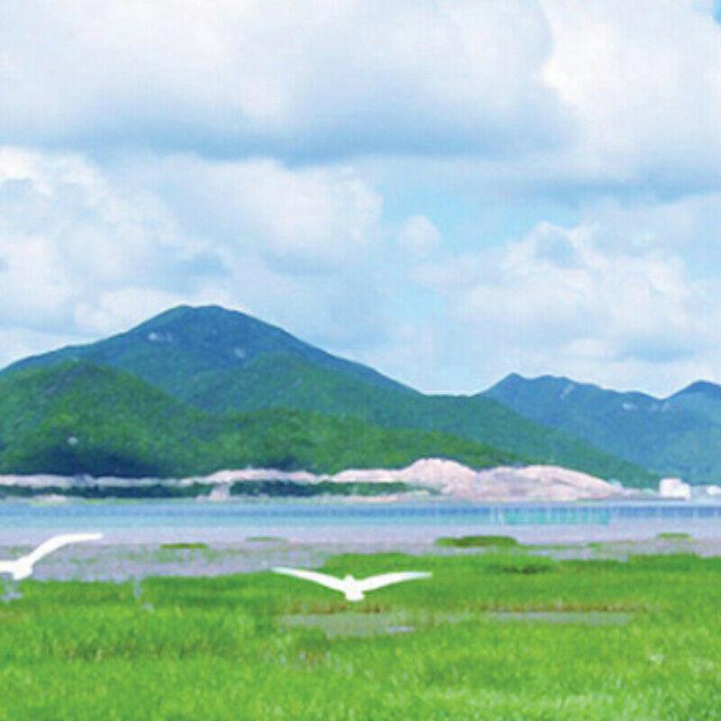 5g*30 Bags Organic Chinese Herbal Tea Honeysuckle Reed Root Teabag Herb Medicine