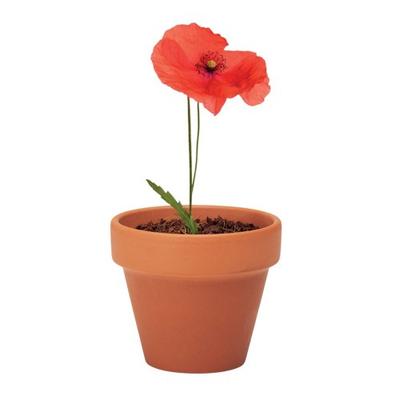 Roter Mohn Terrakotta Pflanztopf