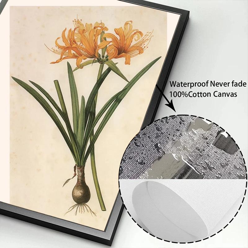 Pósters y Grabados Botánicos Vintage Color Melocotón Lirio de Barbados Crinum Pintura sobre Lienzo Arte de Pared Imagen para Decoración de Habitación Oficina