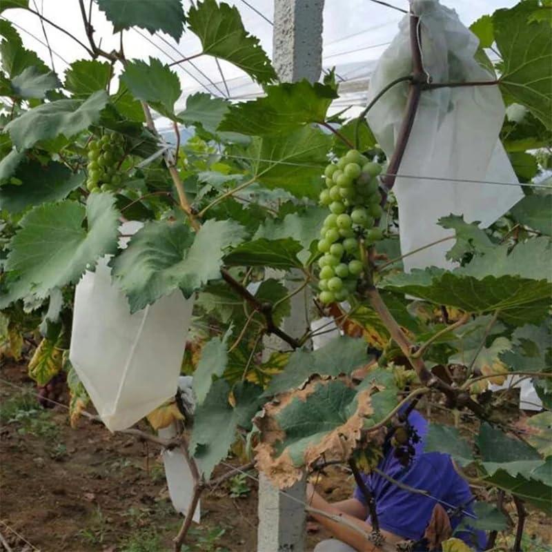 100 Pezzi Sacchetti Protezione Frutta con Coulisse Rete a Maglia Traspirante Copertura Anti Insetti Uccelli Parassiti per Albero di Pesco Pomodoro Uva