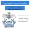 Large Female Pelvis Model for Obstetrics and Gynecology Teaching