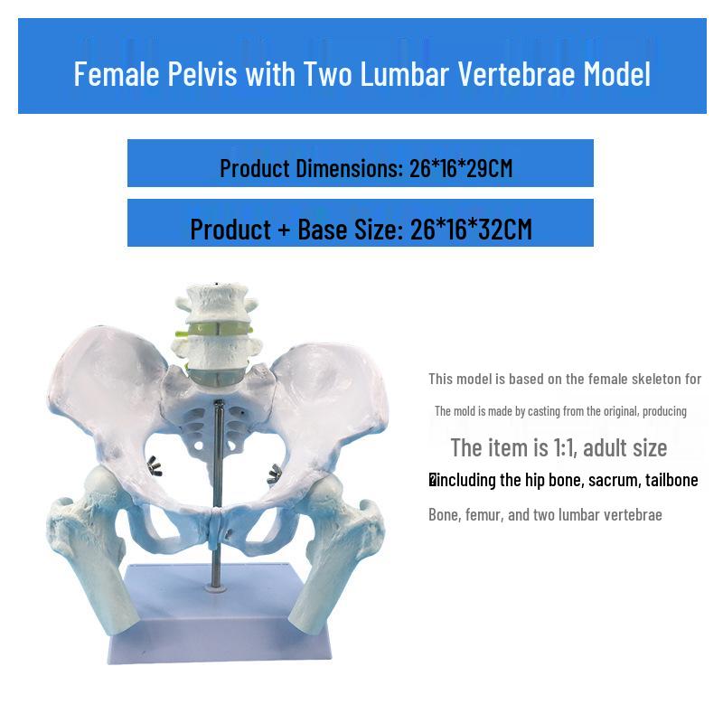 Large Female Pelvis Model for Obstetrics and Gynecology Teaching