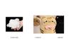 Pet-Themed Cat and Dog Hugging Pillow: Cozy Sofa and Bedroom Back Cushion with Adorable Multi-Pet Design