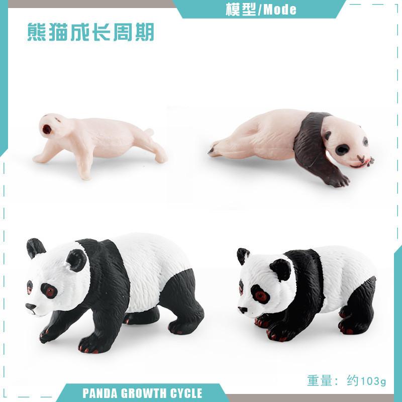 Educational Panda Growth Cycle Static Model Toy For Kids Realistic Pvc Figures