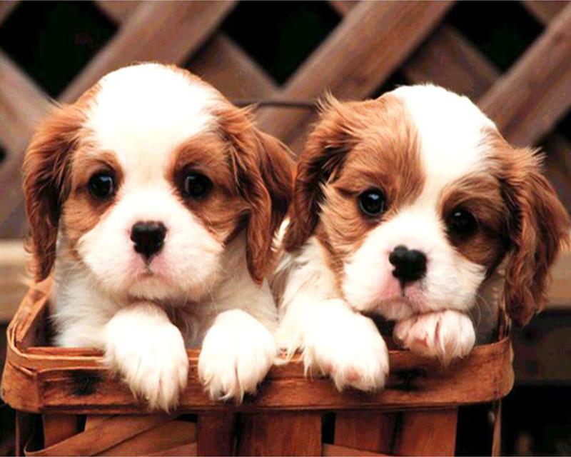 5D Diamond Painting Little Cat See Fish Full Square Drill Rhinestone Diamond Embroidery Kid Wolf Tiger Civet Cat Animal Cross Stitch Mosaic Home Decor