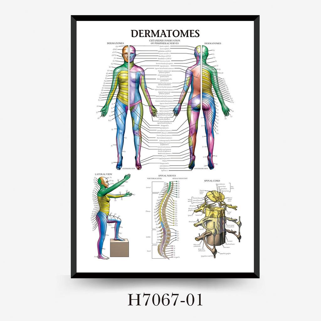 Human Tissue Structure Muscle Gym Medical Education Decorative Canvas Painting Poster Wall Art for Home Decor