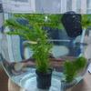 Fische & Meerestiere – Aquarien-Einrichtung