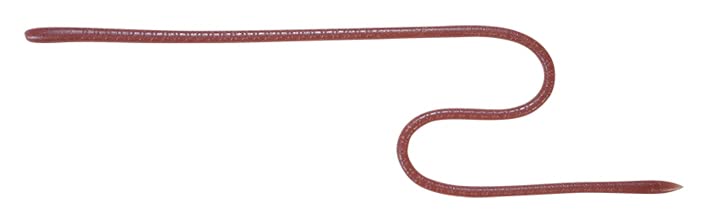 JACKALL Long M Light Worm 16-inch