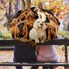 Black Puppy pattern, automatic folding umbrella, portable and foldable design, 8 ribs, a Christmas or birthday gift.
