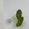 Betta Fish Tank Decoration: Artificial Aquatic Plants & Resting Leaf Simulation for Aquarium Landscape