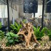 3D Printed Aquarium Fish Shelter Plastic Tree Root Caves Fish Resting Place  Terrarium Decor