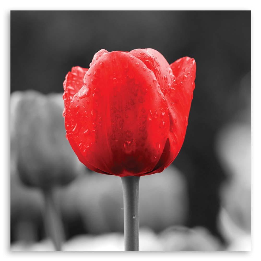 Canvas Print, Tulip Red Flower