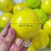 Crunch Sound Crunch Squishy Sensory Fidget Crispy Squeeze Toy Wax Coating Squishy  Desktop Gift