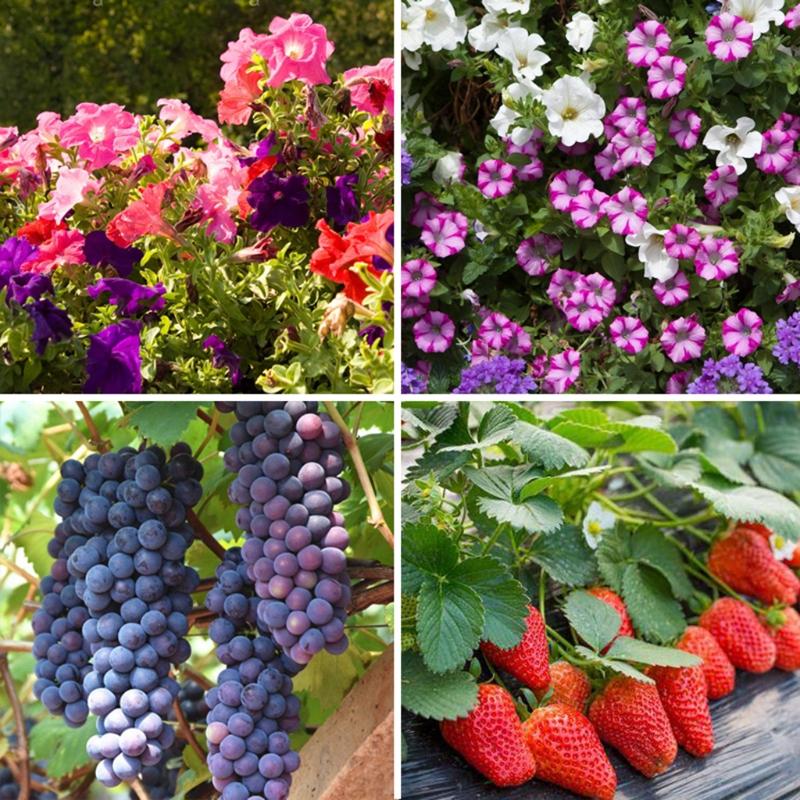 Fertilizzante per Piante da Giardino e Fattoria 20ml Necessario per la Crescita delle Piante 920 Regolatore di Crescita per Piante Utile Accessorio per Giardinieri