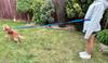 Dog Leash with Shock Absorber 280cm BLUE Adjustable Sports