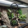 Terrarium Exercise Rings for Pet Snake Reptiles Safe And Engaging Climbing Toy For Pet Lizards And Small Animals