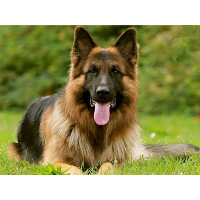 CHENISTORY Pittura su Tela con Numeri Animali Disegno di Cane su Tela Pittura a Mano Arte Murale Pittura con Numeri Regalo Personalizzato