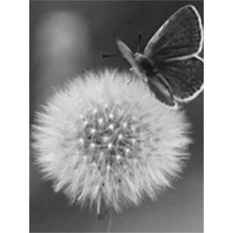 

DIY Алмазная картина Черно-белый одуванчик Набор для вышивки крестом Мозаичное искусство Алмазная картина Полный круг/квадрат Алмазное украшение для дома Round 20x30cm