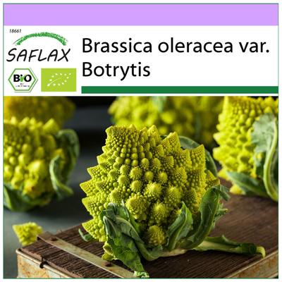 Bio - Květák - Romanesco - 50 semen - Brassica oleracea