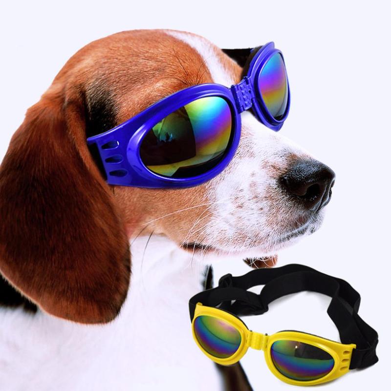 small dog sunglasses