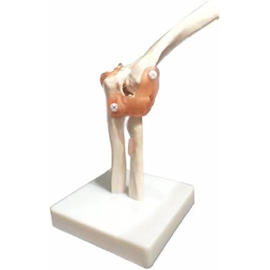 BoNew Life Size Elbow Joint Anatomical Model Skeleton - Human Medical Anatomy