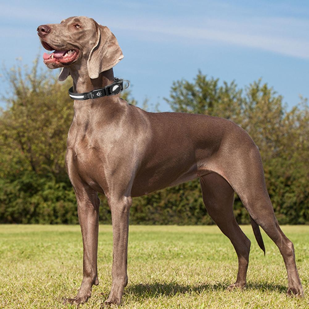 Leichtes Hundehalsband für kleine Hunde Verschleißfestes Hundehalsband für Outdoor-Abenteuer Wiederaufladbares LED-Hundehalsband für die Nacht