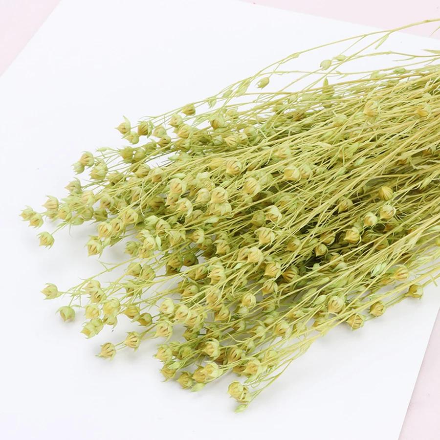 

About 50g Preserved Rich Beans Flower Valentine s Day Christmas Gift Materials Eternal Flower Home Office Indoor Room Decor світло-зелений колір
