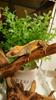 High-Protein Complete Nutrition for Growing Crested Geckos – Strong Growth & Vivid Appetite – ECOROGY CRESBAIT (BABY) 50 G × 1 Pack or 2 Packs