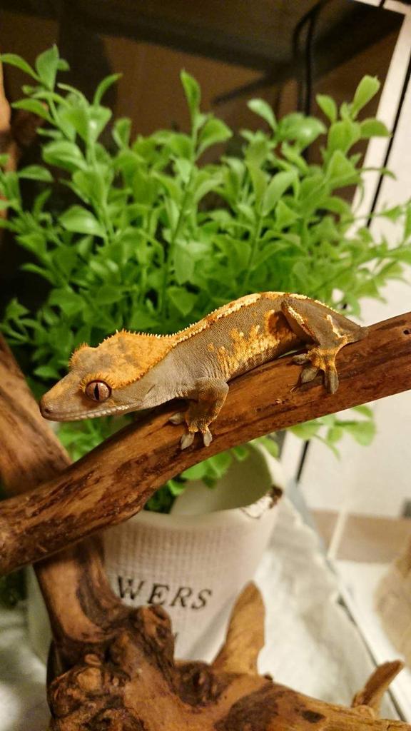 High-Protein Complete Nutrition for Growing Crested Geckos – Strong Growth & Vivid Appetite – ECOROGY CRESBAIT (BABY) 50 G × 1 Pack or 2 Packs