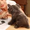 Simulation Bulldog Stuffed Animals Plush Toy PP Cotton Life Like Dog Cuddle Toy For Home Car Decoration Travel Companion