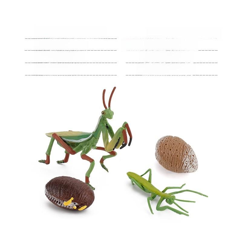 Allomyrina Dichotoma Model Pvc Realistic Display Scene For Science Education And Collectors