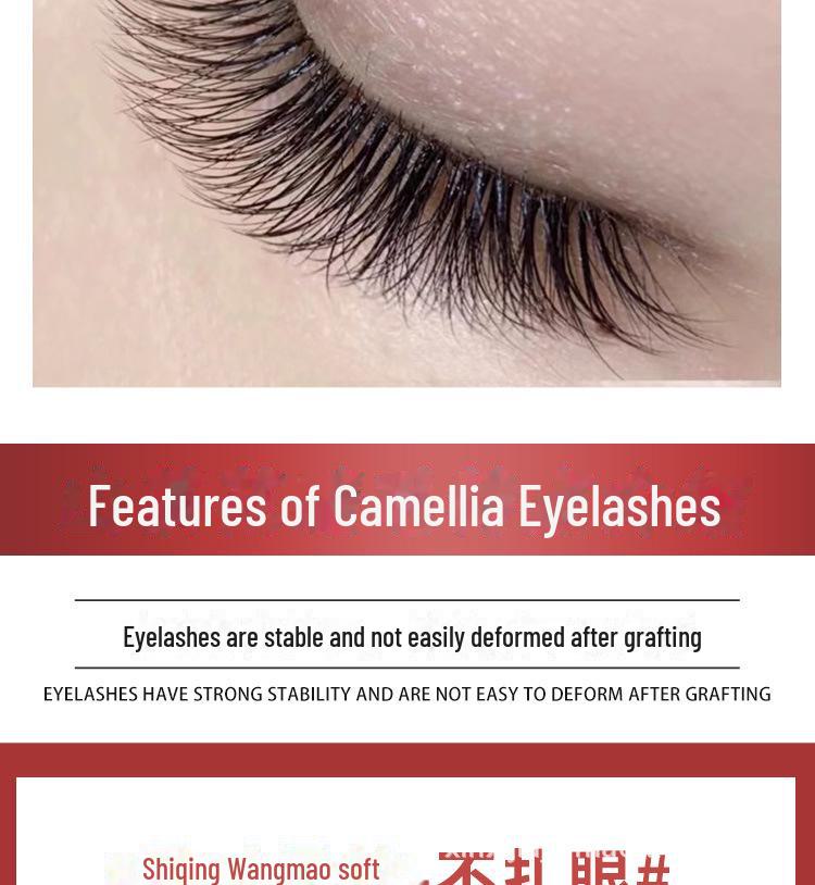 Natural Thick Camellia Eyelash Extensions - Fast Blooming Chinese False Eyelashes