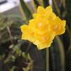6Pcs Artificial Daffodil Bouquets Simulated Narcissus Bouquet Decorative Yellow And White Floral Arrangement for Living Room Dining Room Entryway