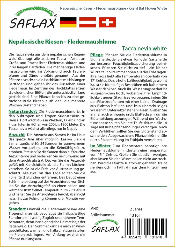 SAFLAX Giant Bat Flower White - 10 Seeds - Tacca Nevia White