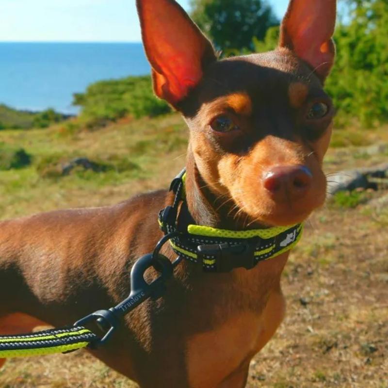 Truelove Hundehalsband zum Gassigehen Komfortgepolstert mit Schnalle Nylon Reisehalsband Taktisches Hundezubehör 11 Farben Größe XXS-XXXL