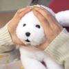 Sunlemon Knee Dog Bichon Frise S X X Cm Stuffed Animal 19.8 14.2 30.8 P-4132
