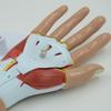 PNT-0351 Hand Anatomy Model: Medical Teaching Tool with Hand Muscle Anatomy, 4 Parts.