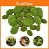 Elegant Moss Ball Artificial Grass Turf For Lasting Micro Landscape Decoration