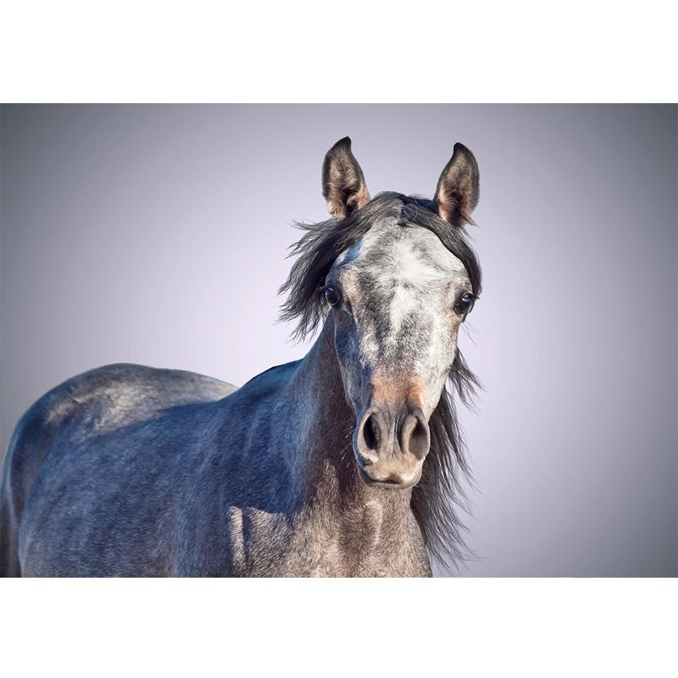 DIY 5D Diamond Painting Animal Horse Rhinestone Pictures Cross Stitch Kit Full Diamond Embroidery Mosaic Gifts Home Decor