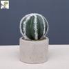 Oulifei Premium Artificial Tropical Succulent Cactus Bonsai for Home Decor
