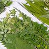 35Pcs Natural Pressed Dried Leaves Set For Candle Making Jewelry Making Art Craft Bookmarks Crafting Scrapbooking