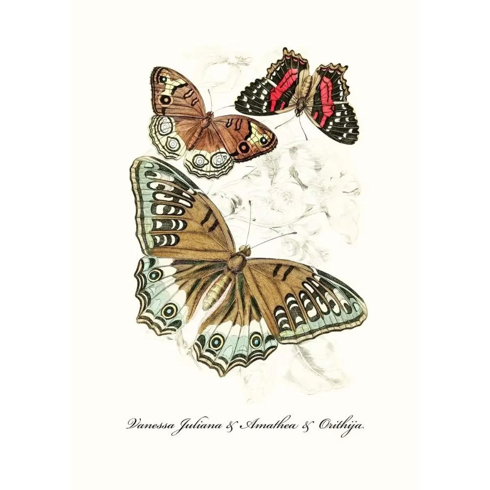 Vintage Butterflies poster Vintage Dead Leaf Butterfly Specimen Minimalist Wall Print Canvas Posters for Home Decor