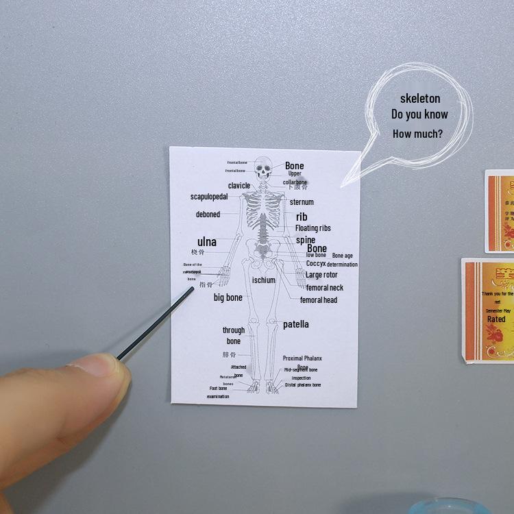 Dollhouse Miniature Model Toys: Creative Human Body Structure Diagram