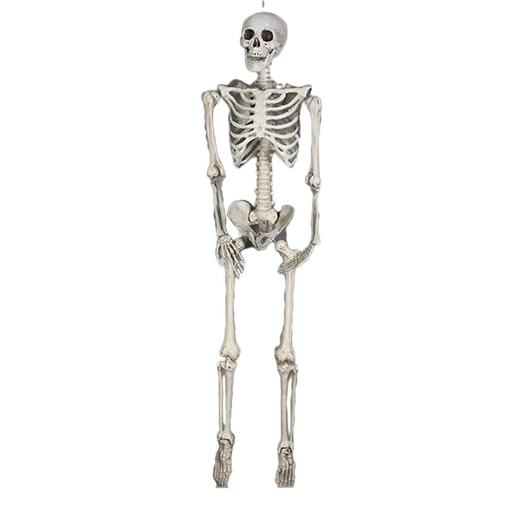Halloween Skelett Ornament 65 Zoll Ganzkörper Bewegliche Gelenke Skelette Lebensechtes Modell für